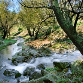 Arroyo en el bosque de la Posada Loma del Tigre