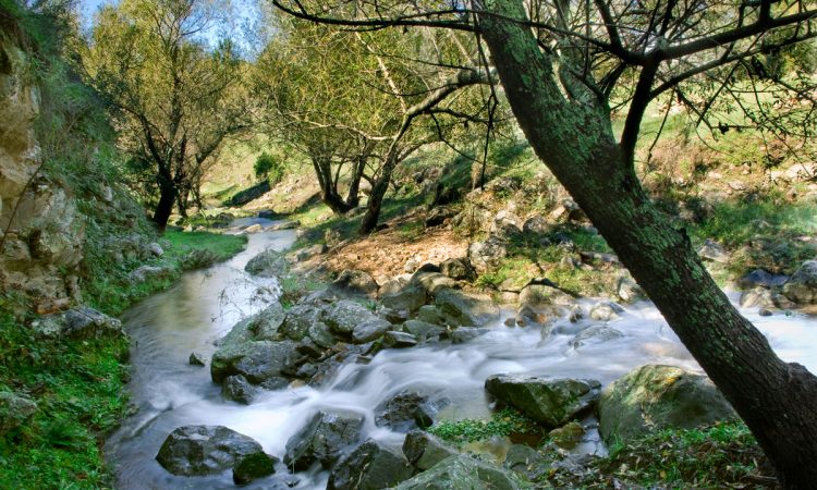 Arroyo en el bosque de la Posada Loma del Tigre