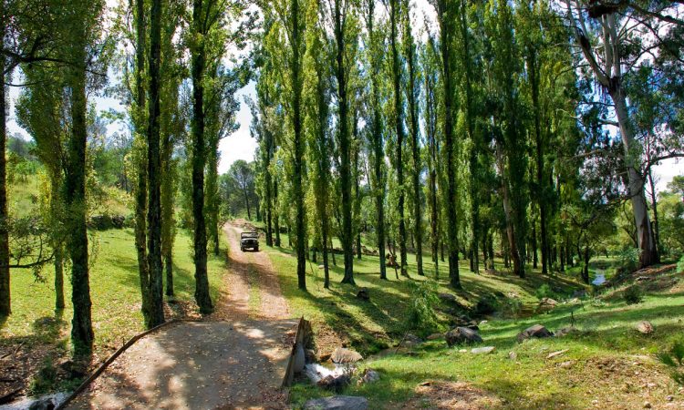 Caminos arbolados en la Posada Loma del Tigre
